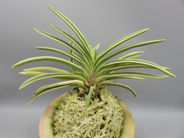 画像3: 富貴殿(ふうきでん)　2026-12 (3)