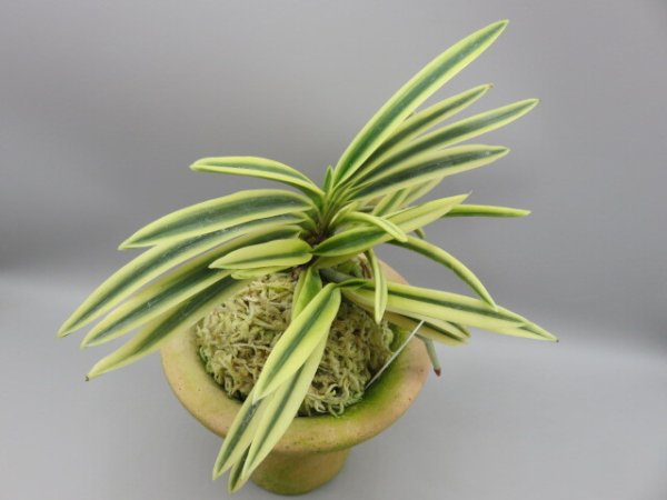 画像4: 富貴殿(ふうきでん)　2026-12 (4)