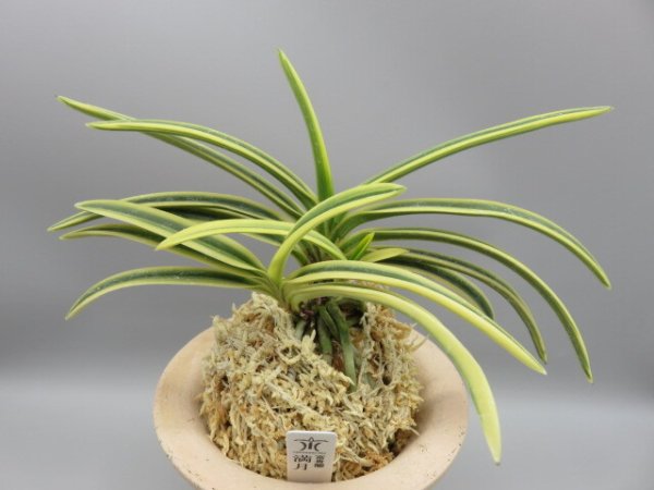 画像1: 満月(まんげつ)　2026-13 (1)