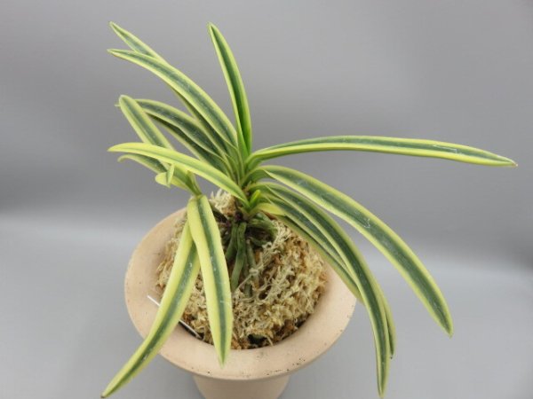 画像2: 満月(まんげつ)　2026-13 (2)