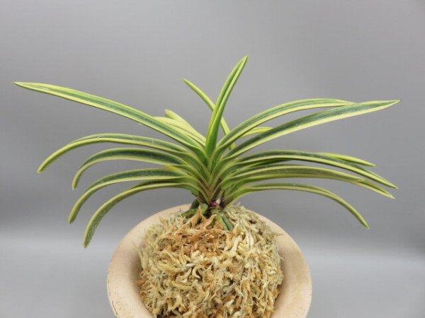 画像3: 満月(まんげつ)　2026-13 (3)