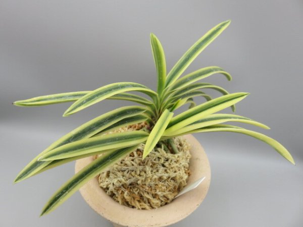 画像4: 満月(まんげつ)　2026-13 (4)