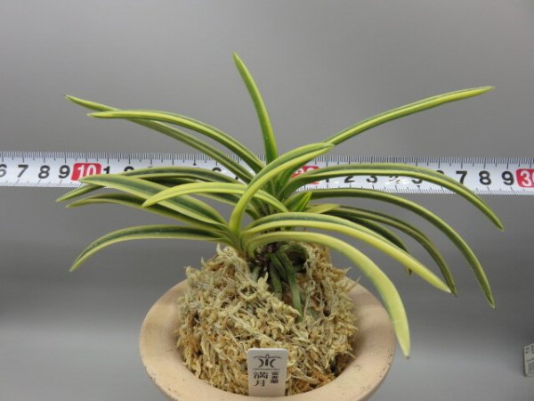 画像5: 満月(まんげつ)　2026-13 (5)