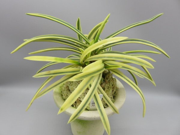 画像1: 満月(まんげつ)　2026-14 (1)