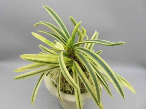 画像2: 満月(まんげつ)　2026-14 (2)