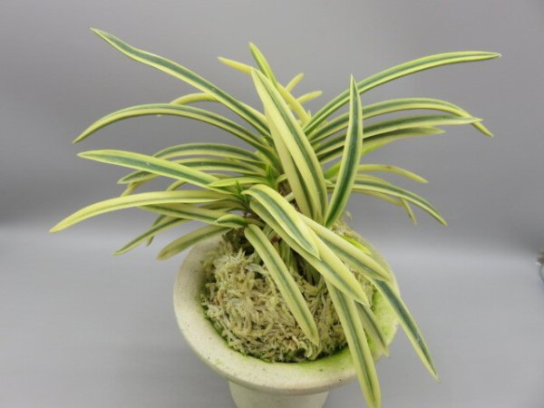 画像3: 満月(まんげつ)　2026-14 (3)