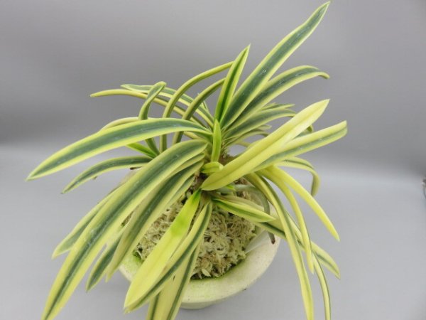 画像4: 満月(まんげつ)　2026-14 (4)