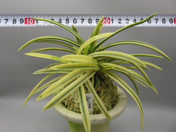 画像5: 満月(まんげつ)　2026-14 (5)