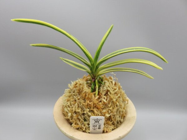 画像1: 翠宝(すいほう)　2026-15 (1)