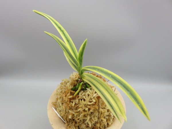 画像2: 翠宝(すいほう)　2026-15 (2)