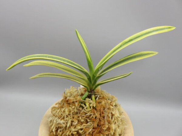 画像3: 翠宝(すいほう)　2026-15 (3)