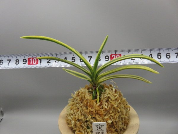 画像5: 翠宝(すいほう)　2026-15 (5)