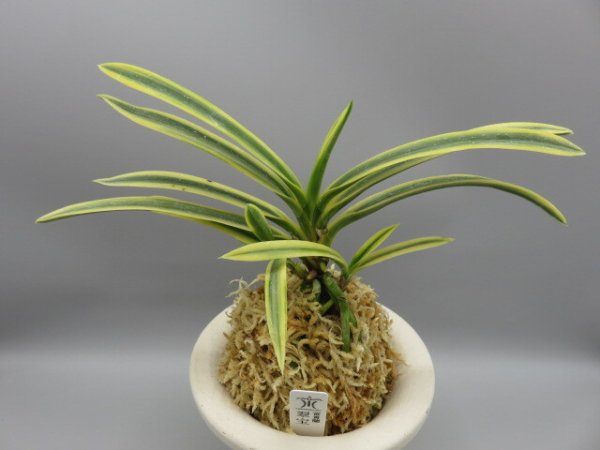 画像1: 翠宝(すいほう)　2026-16 (1)