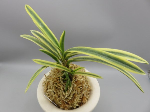 画像2: 翠宝(すいほう)　2026-16 (2)