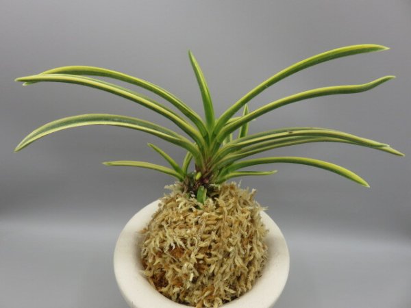 画像3: 翠宝(すいほう)　2026-16 (3)