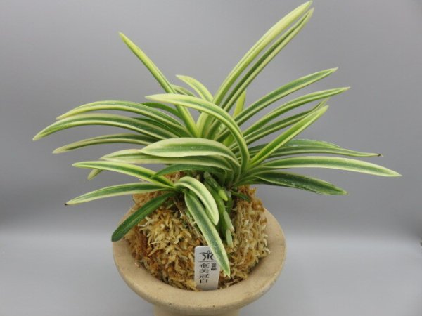 画像1: 奄美冠白(あまみかんぱく)　2026-17 (1)