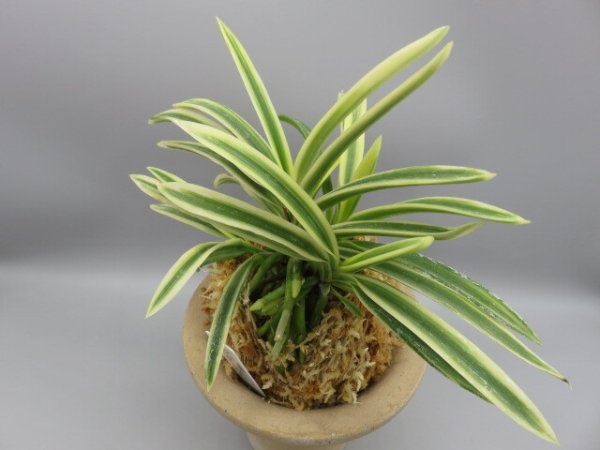 画像2: 奄美冠白(あまみかんぱく)　2026-17 (2)