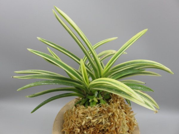 画像3: 奄美冠白(あまみかんぱく)　2026-17 (3)