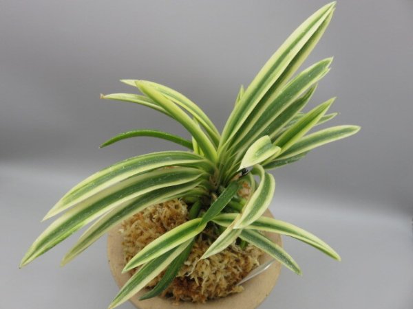 画像4: 奄美冠白(あまみかんぱく)　2026-17 (4)