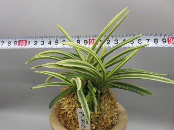 画像5: 奄美冠白(あまみかんぱく)　2026-17 (5)