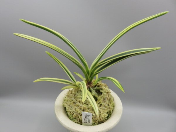 画像1: 匂威(においおどし)　2026-18 (1)