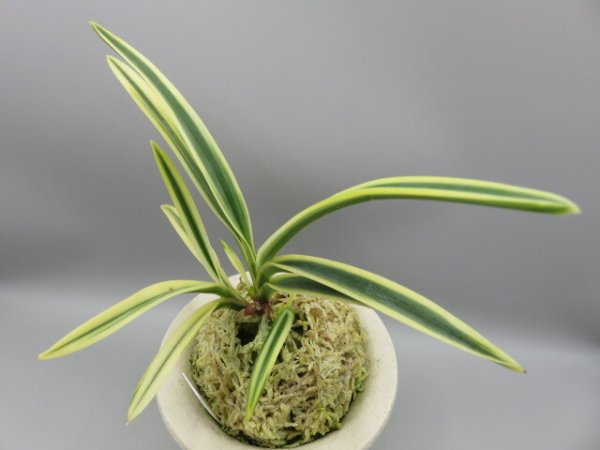 画像2: 匂威(においおどし)　2026-18 (2)