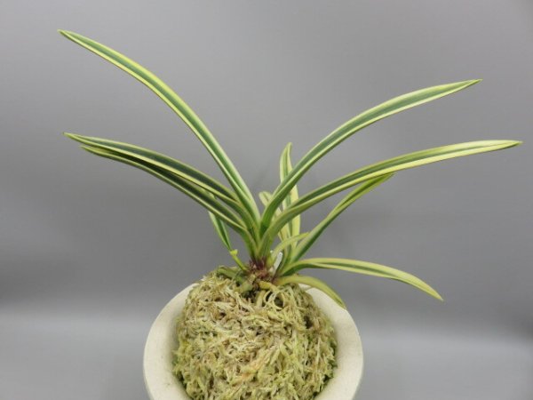 画像3: 匂威(においおどし)　2026-18 (3)