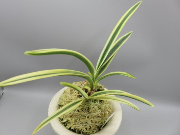 画像4: 匂威(においおどし)　2026-18 (4)