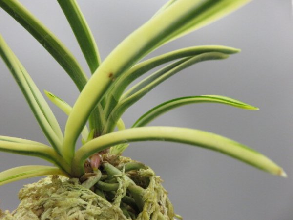 画像5: 匂威(においおどし)　2026-18 (5)