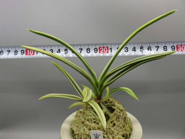 画像6: 匂威(においおどし)　2026-18 (6)