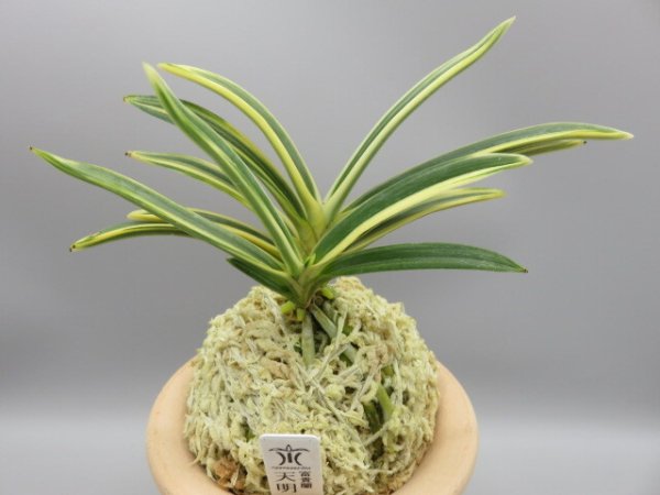 画像1: 天明(てんめい)　2026-19 (1)