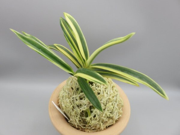 画像2: 天明(てんめい)　2026-19 (2)