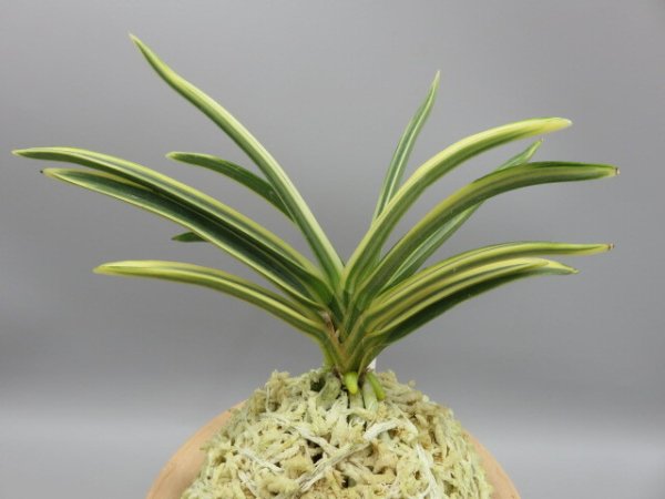 画像3: 天明(てんめい)　2026-19 (3)