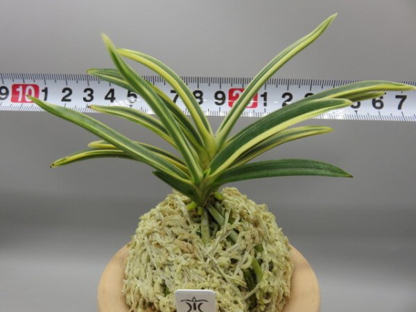 画像5: 天明(てんめい)　2026-19 (5)