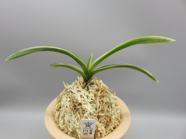 画像1: 円窓(えんそう)　2026-20 (1)