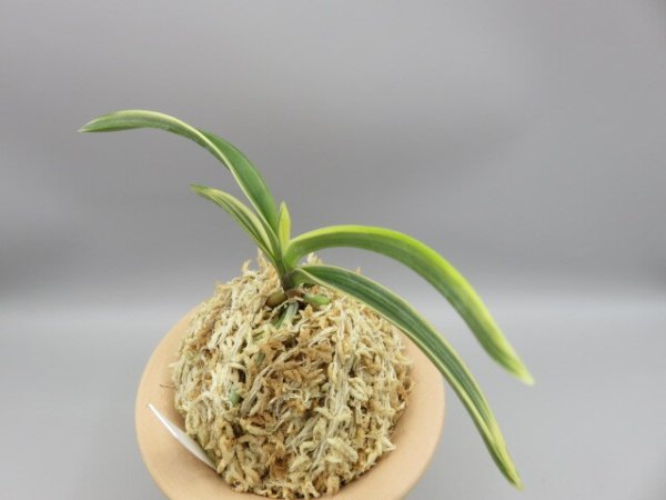 画像2: 円窓(えんそう)　2026-20 (2)