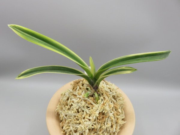 画像3: 円窓(えんそう)　2026-20 (3)