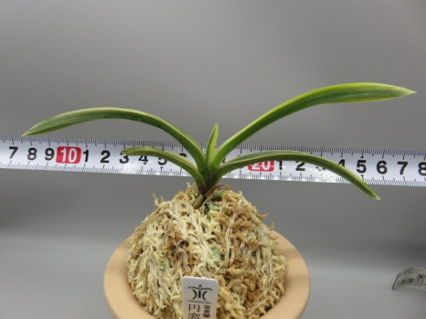 画像5: 円窓(えんそう)　2026-20 (5)