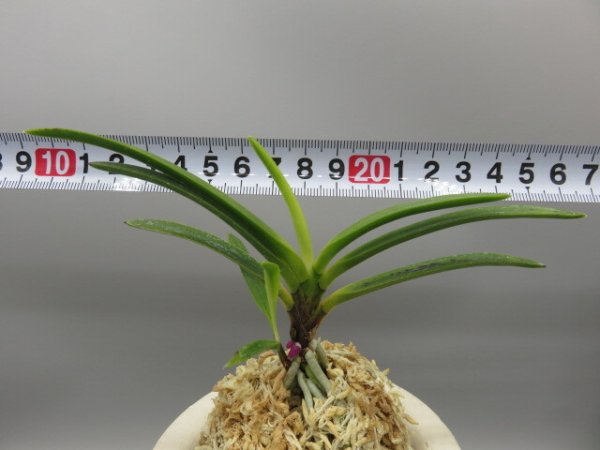 画像5: 阿波牡丹(あわぼたん)　2026-22 (5)
