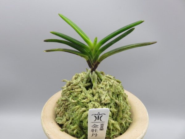 画像1: 金牡丹(きんぼたん)　2026-70 (1)