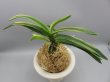 画像2: 錦織(にしきおり)　2026-71 (2)