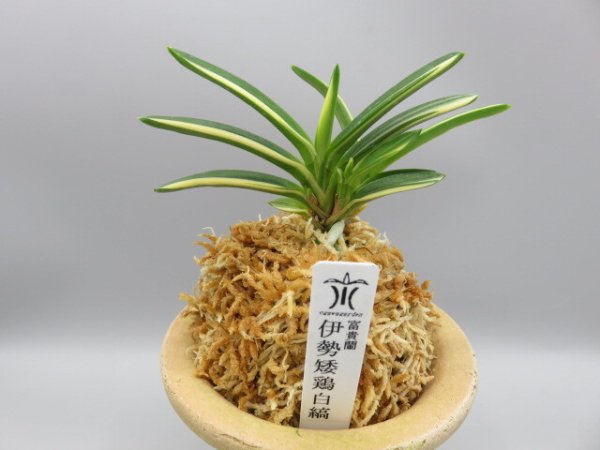 画像1: 伊勢矮鶏白縞(いせちゃぼしろしま)　2026-75 (1)