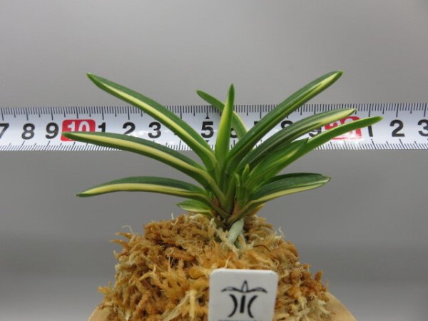 画像7: 伊勢矮鶏白縞(いせちゃぼしろしま)　2026-75 (7)