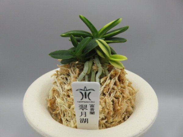 画像1: 翠月湖(すいげつこ)　2026-76 (1)