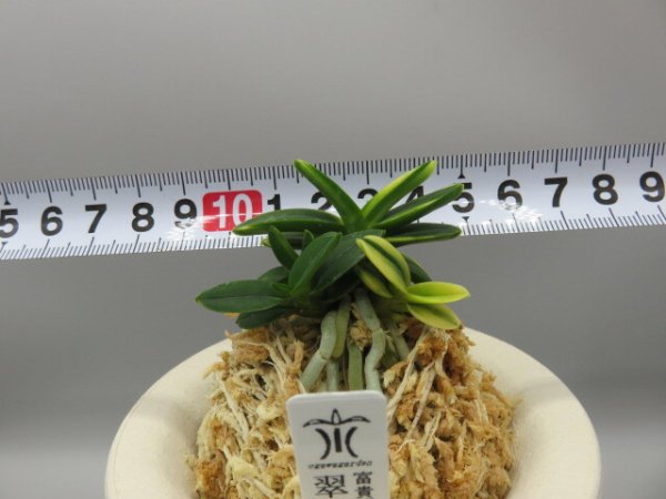 画像6: 翠月湖(すいげつこ)　2026-76 (6)